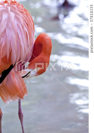 Pink flamingo Pink flamingo 37818155