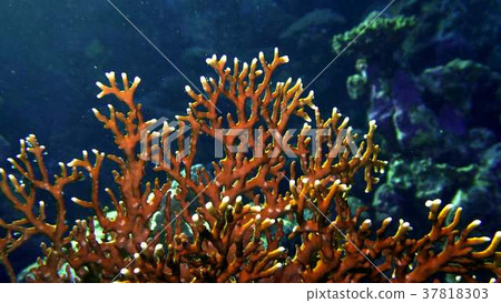 Net Fire Coral Millepora dichotoma , Glare of 37818303