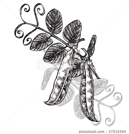 Hand drawn sketch peas. Vector organic food Hand drawn sketch peas. Vector organic food 37818304