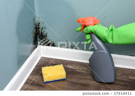 Spray bottle and sponge near black mould wall Spray bottle and sponge near black mould wall 37818411