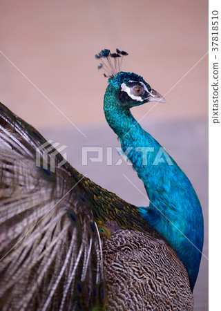 Indian Blue Peafowl 37818510