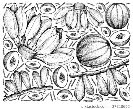 Hand Drawn of Fresh Fruits on White Background Hand Drawn of Fresh Fruits on White Background 37818663