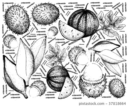 Hand Drawn of Fresh Fruit on White Background Hand Drawn of Fresh Fruit on White Background 37818664