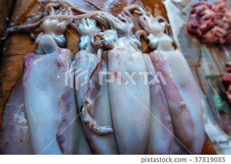 Fresh squid at fishmarket 37819085