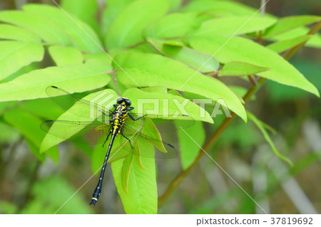 Yamasanae (male) Yamasanae (male) 37819692