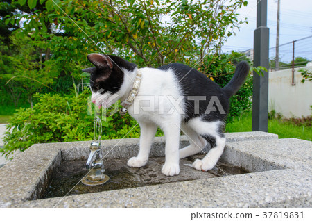 甲蟲貓在飲水池 37819831