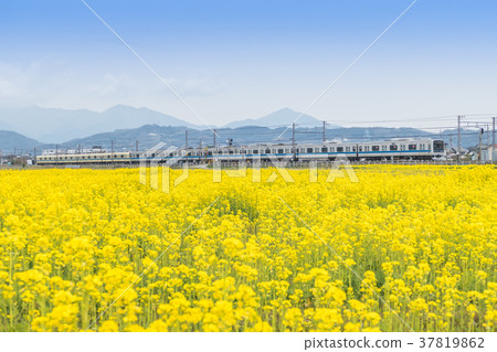 強姦花田小田急線3000 37819862