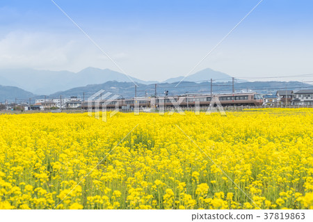 強姦花田小田急線快車浪漫車30000形式EXE 37819863