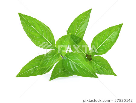 Sweet Basil isolated on white background. Sweet Basil isolated on white background. 37820142