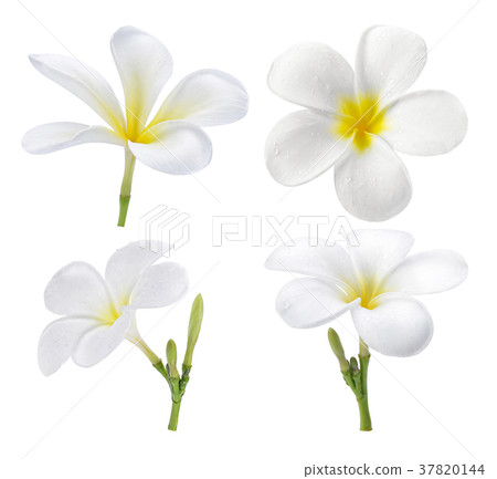 frangipani flower isolated on white frangipani flower isolated on white 37820144