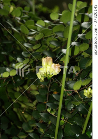 Eskinanthus Chinantus Eskinanthus Chinantus 37820145