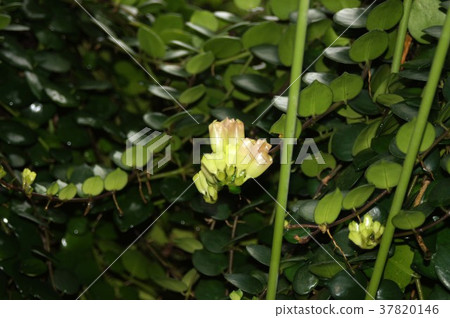 Eskinanthus Chinantus 37820146