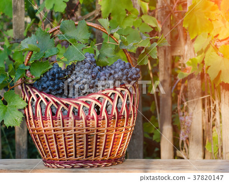 Basket with grapes on the hedge background 37820147