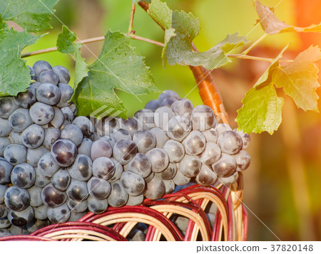Grapes in a basket close-up, in rays of the sun Grapes in a basket close-up, in rays of the sun 37820148