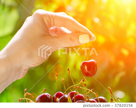 Cherry in a female hand Cherry in a female hand 37820156