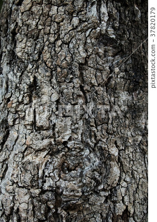 claw bark texture rough texture and eyeball claw bark texture rough texture and eyeball 37820179