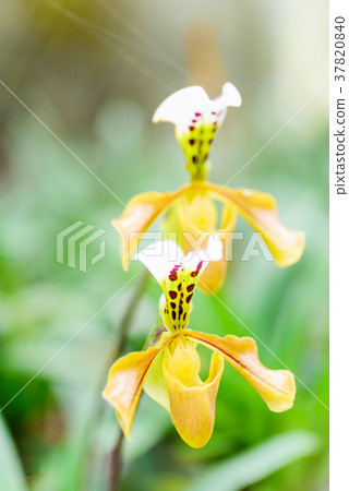 Yellow Paphiopedilum orchid flower  37820840