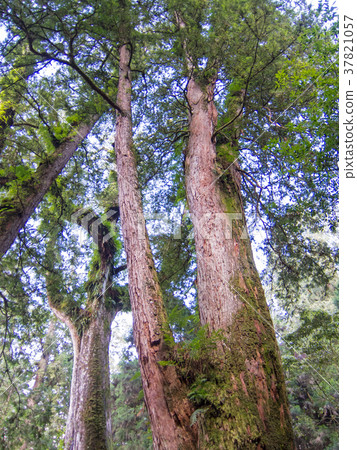 台灣阿里山國家森林遊樂區浮橋巨台台柏原始森林 37821057