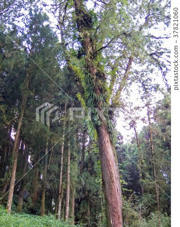 Taiwan Alishan National Forest Recreation Area Boardwalk Giant Taiwan cypress virgin forest 37821060