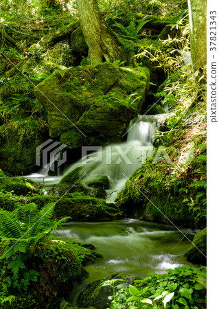 Forest Clear Current Aomori Prefecture 37821343
