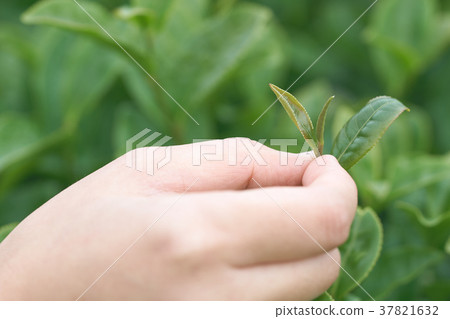 Asian woman hand picking up the tea leaves  37821632