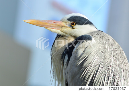 蒼鷺 37823987
