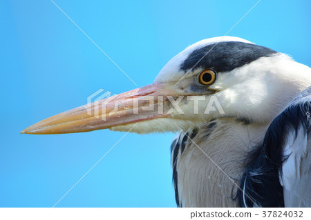 蒼鷺 37824032