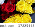 red and yellow rose 37825448