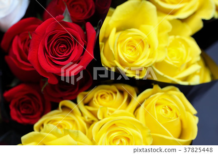 red and yellow rose 37825448