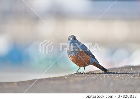 Red-eyed green plover in Lake Biwa 37826818