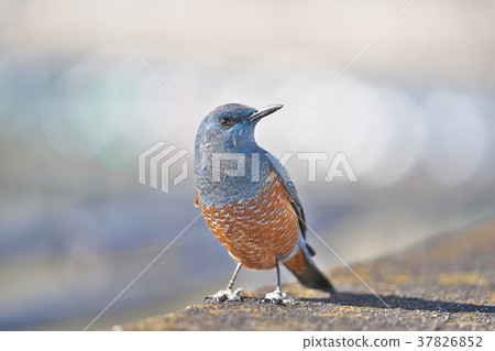 Red-eyed green plover in Lake Biwa 37826852