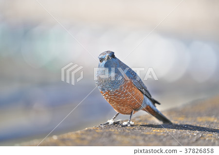 Red-eyed green plover in Lake Biwa 37826858