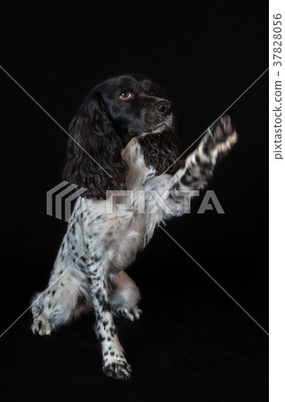 Beautiful female spaniel raises his paw on black 37828056