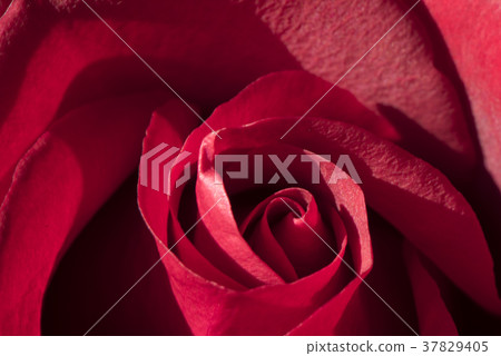 台灣土產宏地瓜片 台灣土產宏地瓜片 37829405