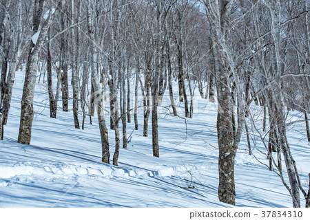 Back country forest zone 37834310
