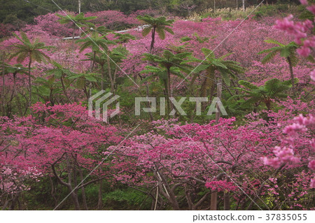 桃紅色櫻花圍攏的棕櫚樹 桃紅色櫻花圍攏的棕櫚樹 37835055