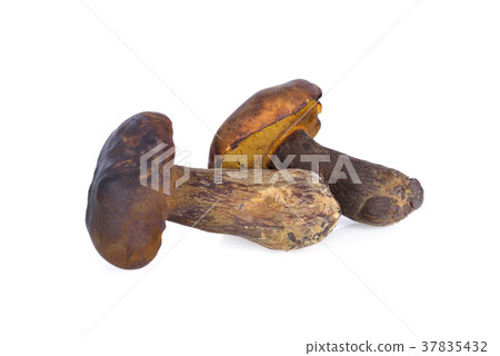 fresh King bolete mushroom on white background 37835432