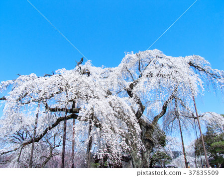 秩父市清雲寺垂枝櫻花江戶彼岸（天然紀念物） 37835509