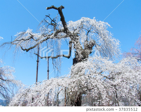Chichibu City Seiunji Temple Weeping Cherry Tree Edo Higan (Natural Monument) 37835512