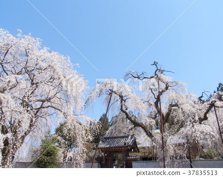Chichibu City Seiunji Temple Weeping Cherry Tree Edo Higan (Natural Monument) 37835513