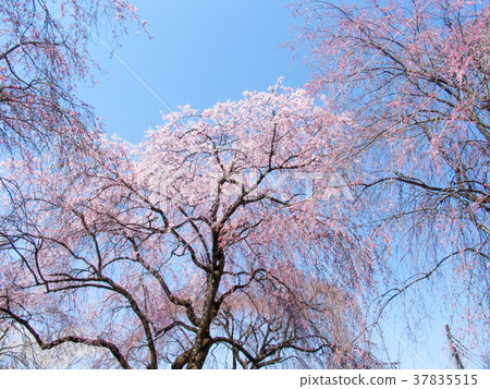 Chichibu City Seiunji Temple Weeping Cherry Tree Edo Higan (Natural Monument) 37835515
