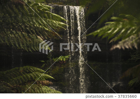 Russell Falls in Mount Field National Park. 37835660