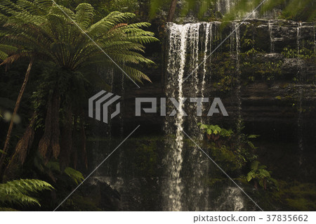 Russell Falls in Mount Field National Park. Russell Falls in Mount Field National Park. 37835662