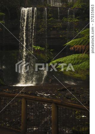 Russell Falls in Mount Field National Park. 37835663