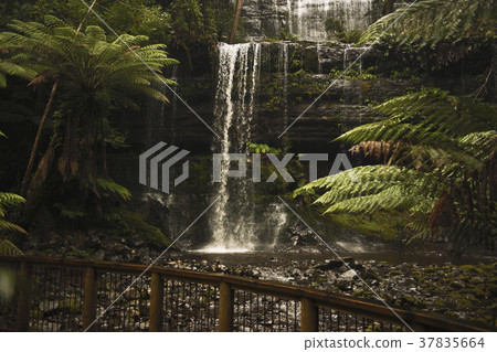 Russell Falls in Mount Field National Park. Russell Falls in Mount Field National Park. 37835664