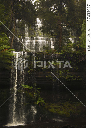 Russell Falls in Mount Field National Park. 37835667
