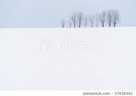 “北海道”美瑛的丘陵和雪原的地面 37836392
