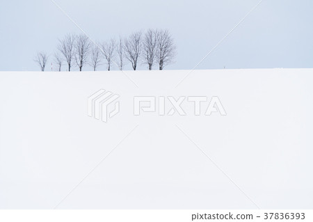 “北海道”美瑛的丘陵和雪原的地面 37836393