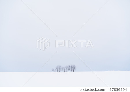 “北海道”美瑛的丘陵和雪原的地面 37836394