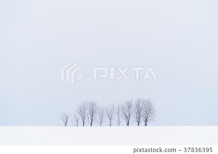 “北海道”美瑛的丘陵和雪原的地面 37836395